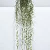 Vp Deco Kunstplant Hoya Liniaris Hanger 95cm 2 Vp Deco Kunstplant Hoya Liniaris Hanger 95cm -Tuinonderhouds Winkel image 1643