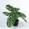 Kunstplant Monstera L60cm -Tuinonderhouds Winkel image 1799