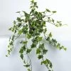 Vp Deco Kunstplant Hedera 80cm Bont -Tuinonderhouds Winkel image 1805