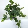 Vp Deco Kunstplant Hedera 47cm -Tuinonderhouds Winkel image 1822