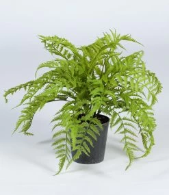 Vp Deco Kunstplant Varen 42cm