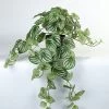 Vp Deco Kunstplant Peperomia 70cm -Tuinonderhouds Winkel image 1826