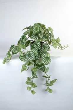 Vp Deco Kunstplant Peperomia 70cm