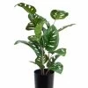 Vp Deco Kunstplant Split Philo H50cm -Tuinonderhouds Winkel image 1827