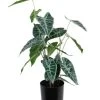Vp Deco Kunstplant Alocasia H50cm -Tuinonderhouds Winkel image 1829