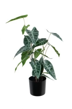 Vp Deco Kunstplant Alocasia H50cm