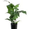 Vp Deco Kunstplant Philodendron H50cm 2 Vp Deco Kunstplant Philodendron H50cm -Tuinonderhouds Winkel image 1840