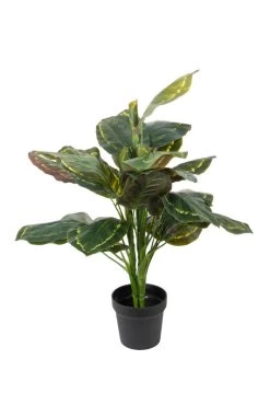 Vp Deco Kunstplant Calathea H80cm