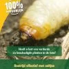 ECOstyle Aaltjes H Tegen Larven Taxus- En Snuitkever 50 Mln/100 M2 -Tuinonderhouds Winkel image 760