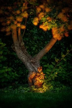 Garden Lights Rubum -Tuinonderhouds Winkel image 819